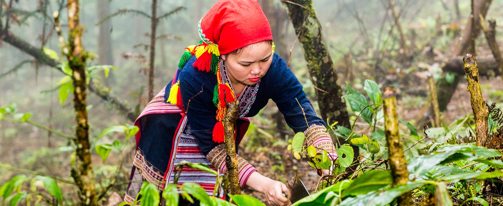 Bath remedies of the Red Dao people of Sa Pa